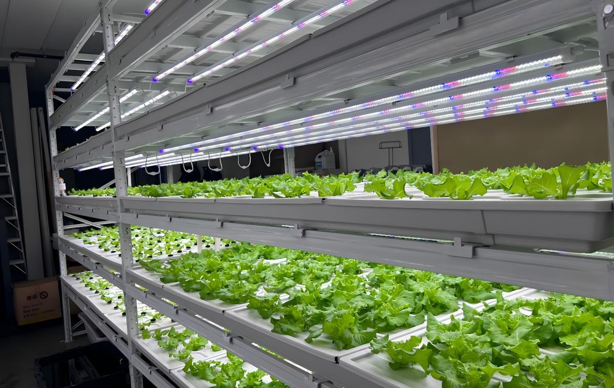 Vertical farming rack.jpg Vertical farming rack.jpg